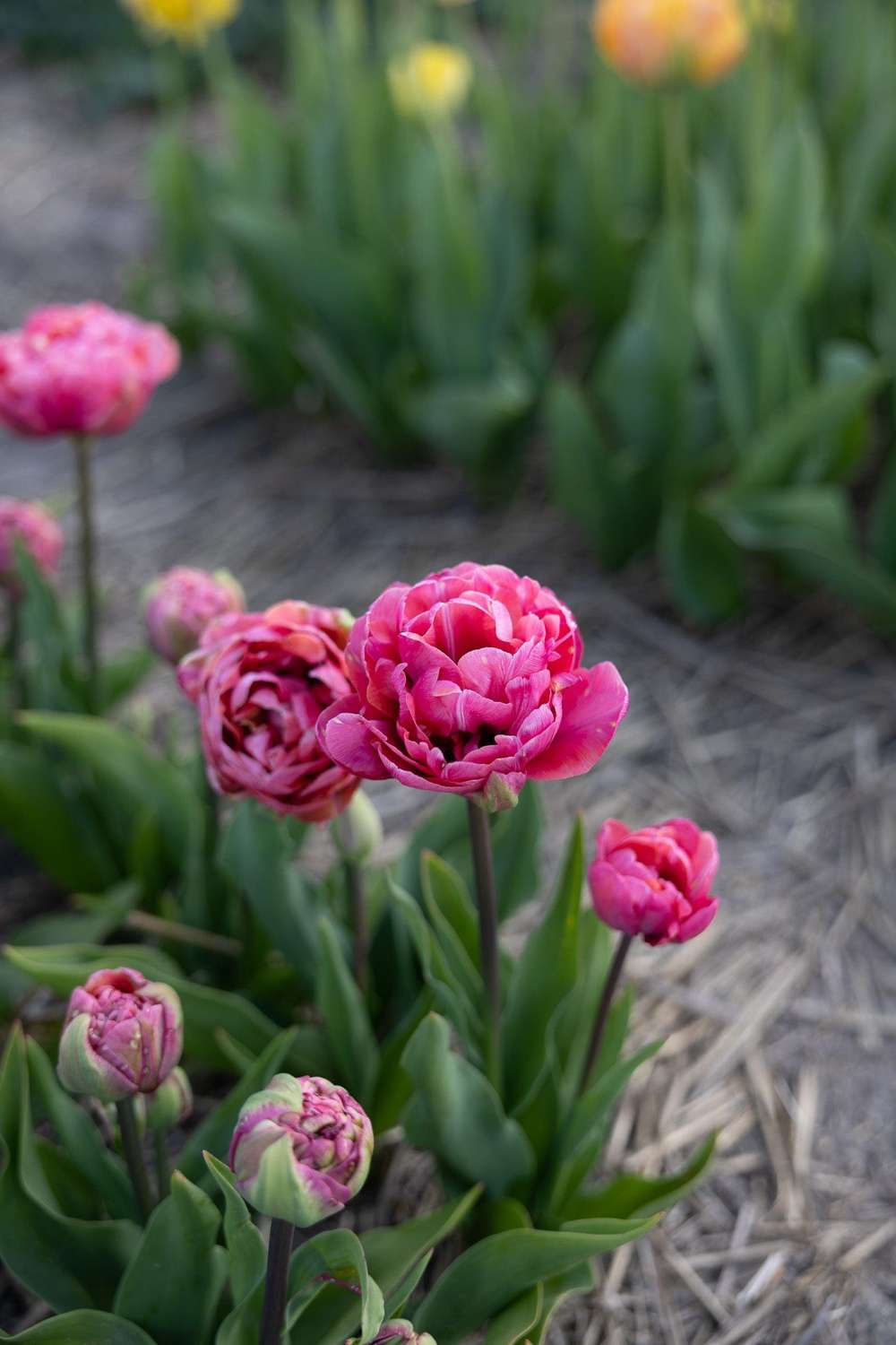Tulpan 'Amazing Grace'